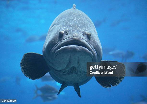 giant goliath grouper in blue water - ugliness stockfoto's en -beelden