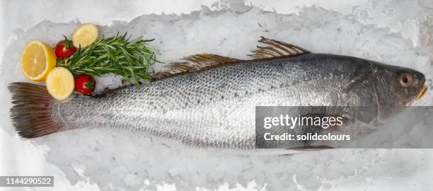 bluefish - anjova fotografías e imágenes de stock