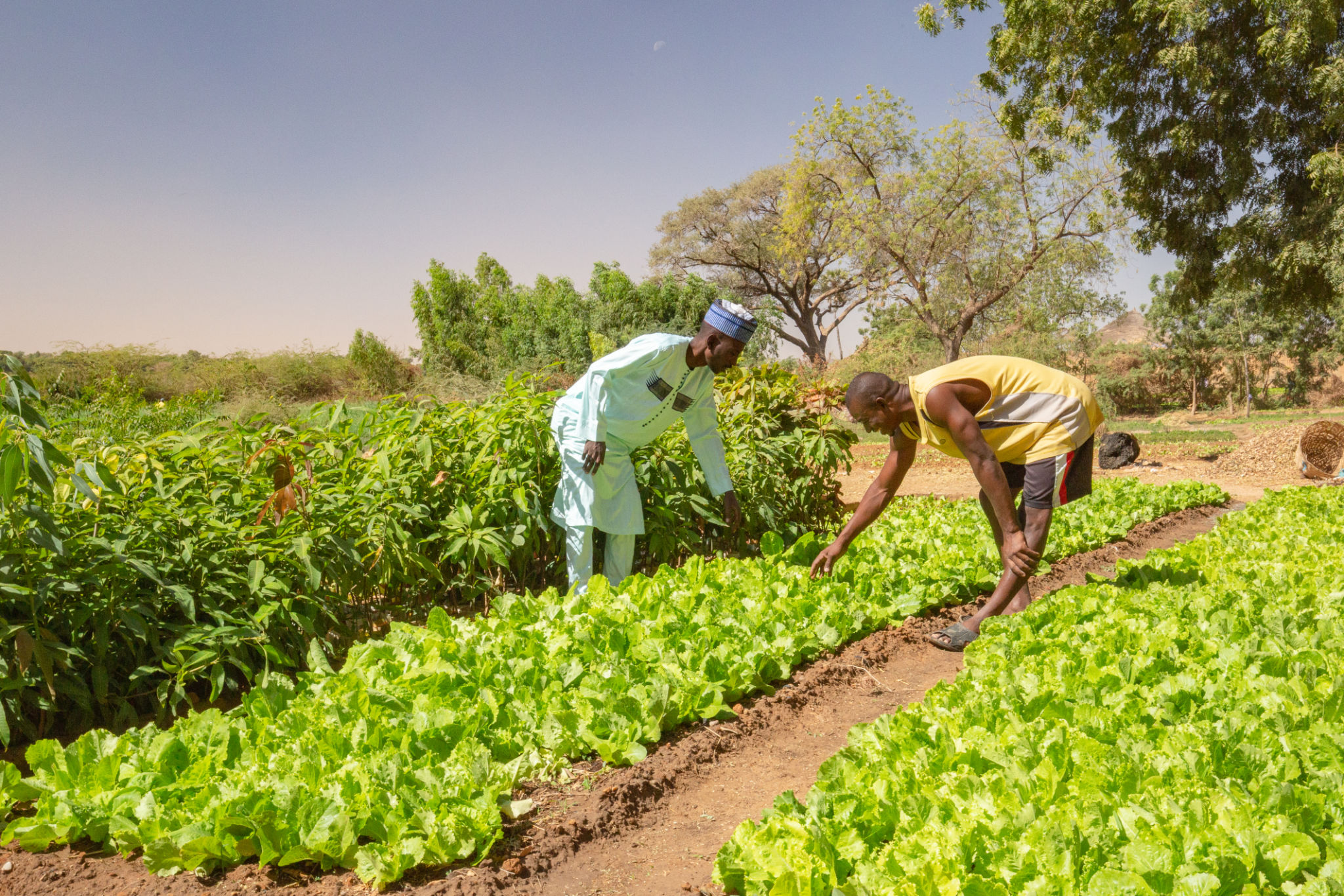 organic farming Africa