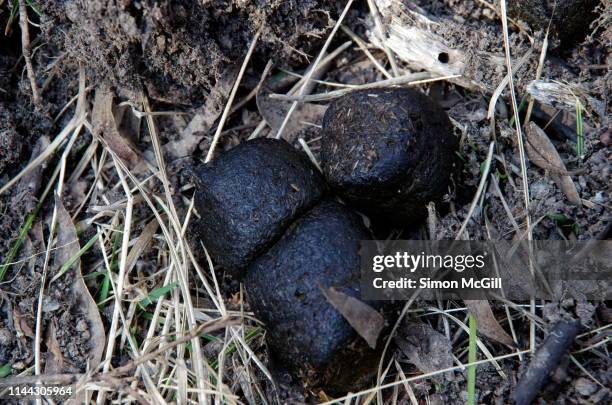 wombat feces in kosciuszko national park, new south wales, australia - wombat stock-fotos und bilder