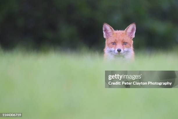 red fox landscape - caça à raposa imagens e fotografias de stock