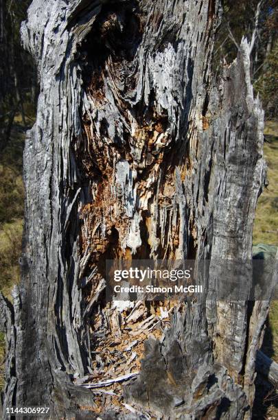 termite damaged dead tree trunk in kosciuszko national park, snowy mountains, new south wales, australia - dead rotten stock pictures, royalty-free photos & images