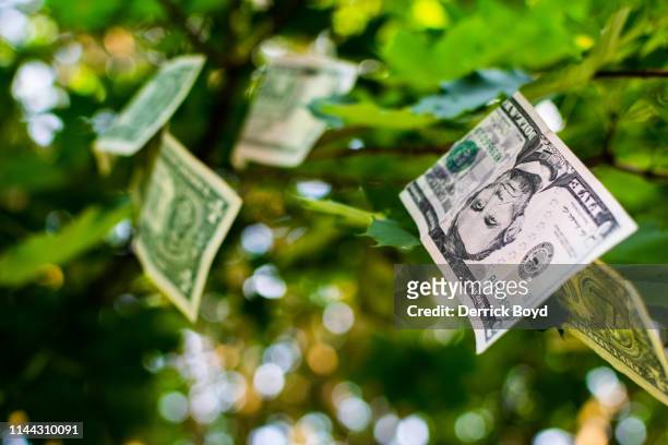 money tree - pachira aquatica foto e immagini stock