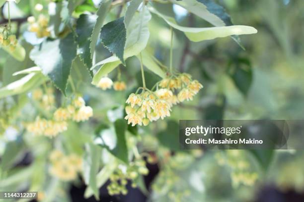 flowers of tilia miqueliana - amerikanische linde stock-fotos und bilder