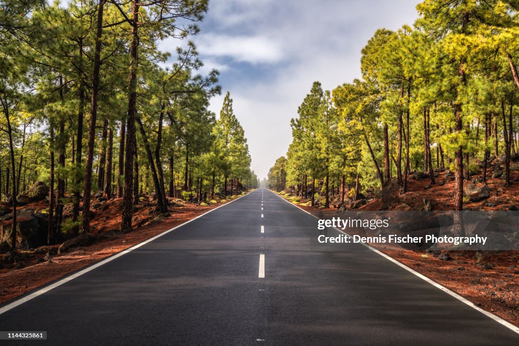 Road through a green forest on Tenerife