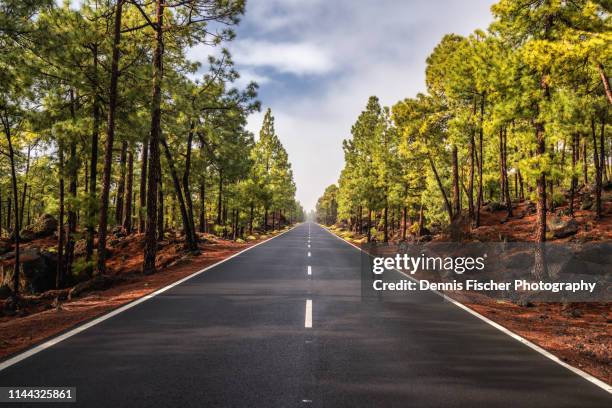 road through a green forest on tenerife - pine woodland stock pictures, royalty-free photos & images