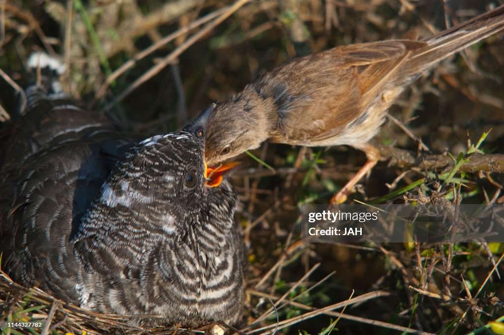 Common cuckoo - Cuculus canorus Young in the nest fed by his adoptive mother - Sylvia conspicillata - Spectacled Warbler