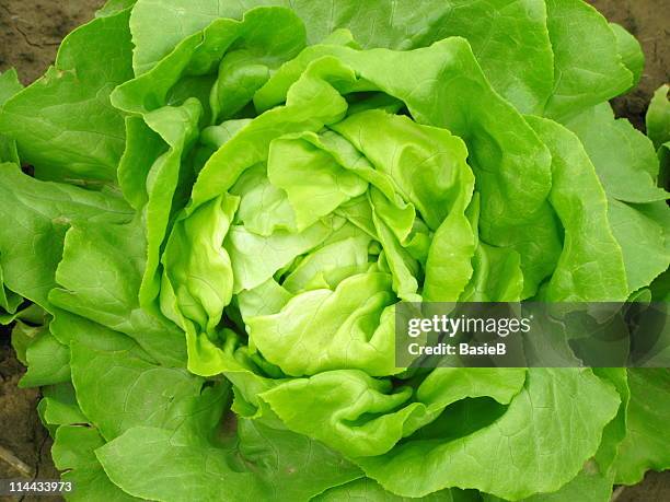 aerial view of a green lettuce head - lettuce stockfoto's en -beelden