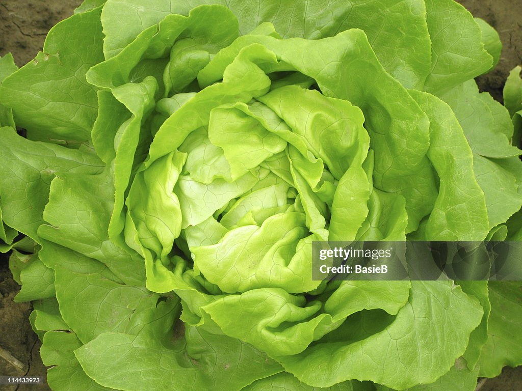 Aerial view of a green lettuce head