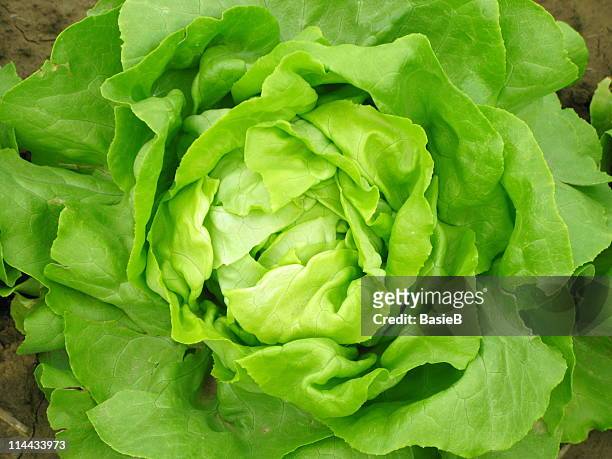 aerial view of a green lettuce head - lettuce stock pictures, royalty-free photos & images