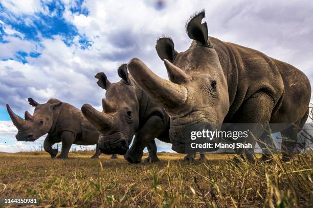 rare northern white rhinos in laikipia savanna. - rinoceronte foto e immagini stock