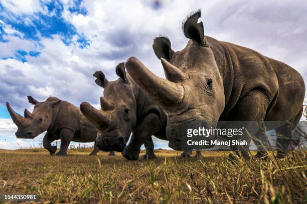 rare northern white rhinos in laikipia savanna. - 絶滅危惧種 ストックフォトと画像