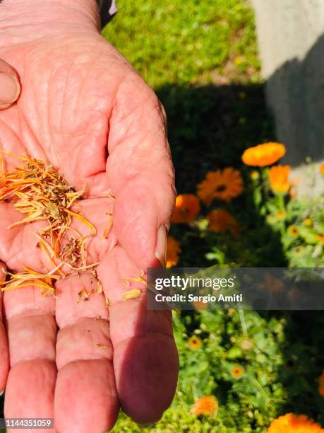 calendula officinalis seeds - calendula stockfoto's en -beelden