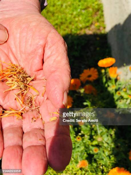 calendula officinalis seeds - calendula officinalis stock pictures, royalty-free photos & images