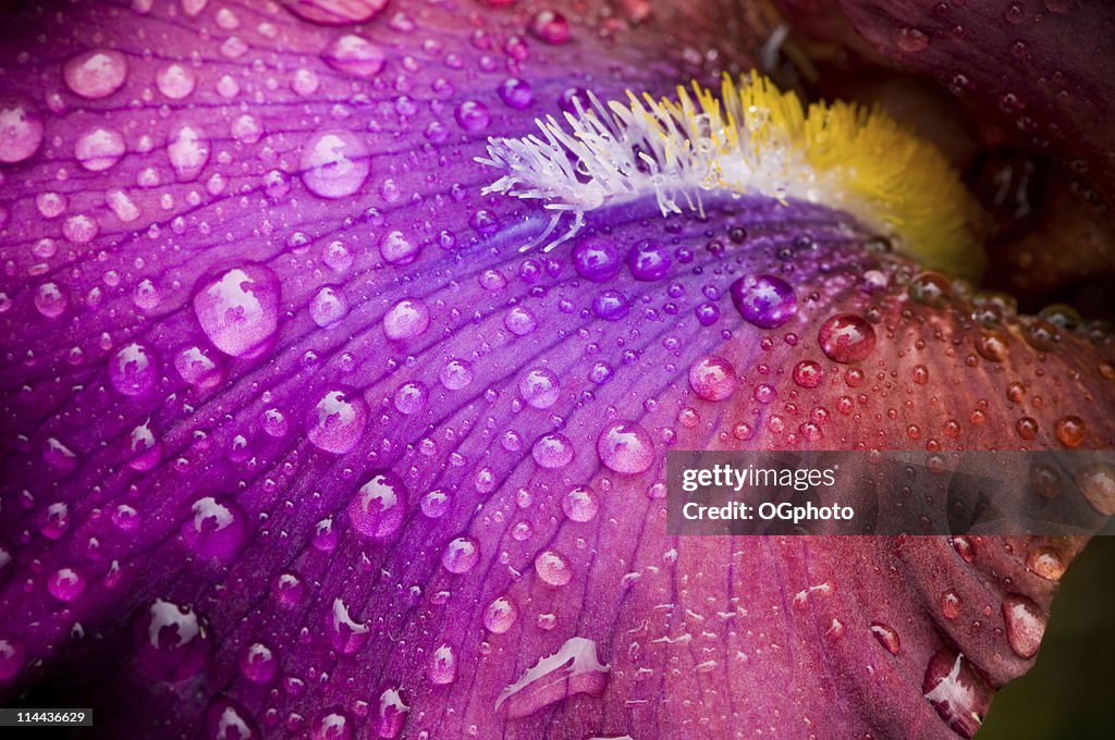 Iris coperto colorato con gocce d'acqua