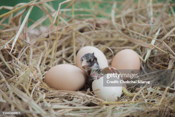 newborn chicken hatching from egg, - chick egg stock pictures, royalty-free photos & images