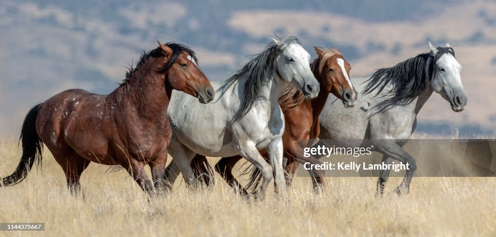Wild mustang line up