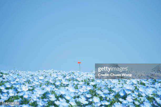 472 Blue Nemophila Stock Photos, High-Res Pictures, and Images
