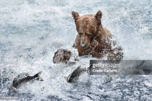 a bear fishing with salmon fish jumping - coho salmon stock pictures, royalty-free photos & images