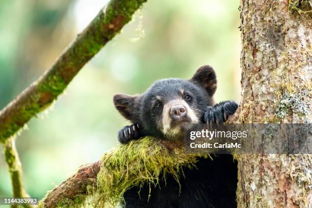 bärenjunge in einem baum - bärenjunges stock-fotos und bilder