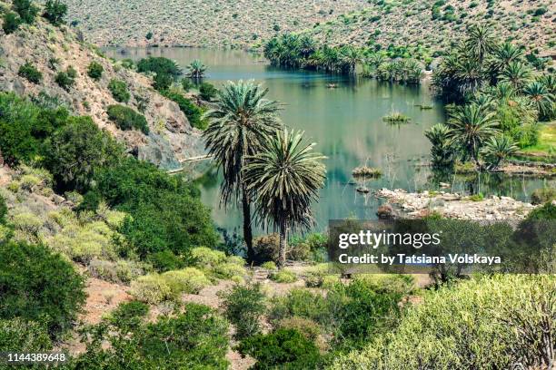 oasis in sahara desert, morocco, africa - north africa foto e immagini stock