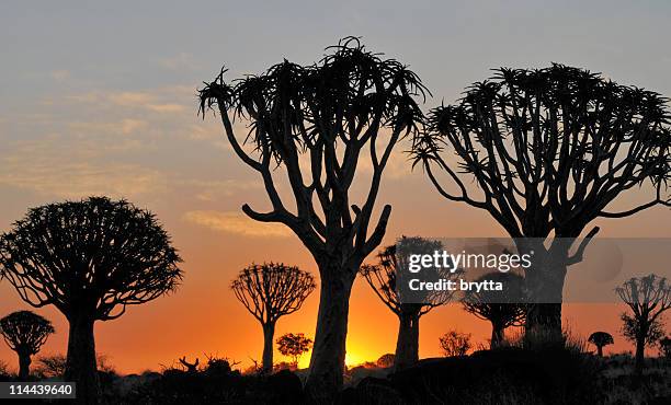quiver tree silhouettes at sunset in keetmanshoop,namibia - quiver tree stock pictures, royalty-free photos & images