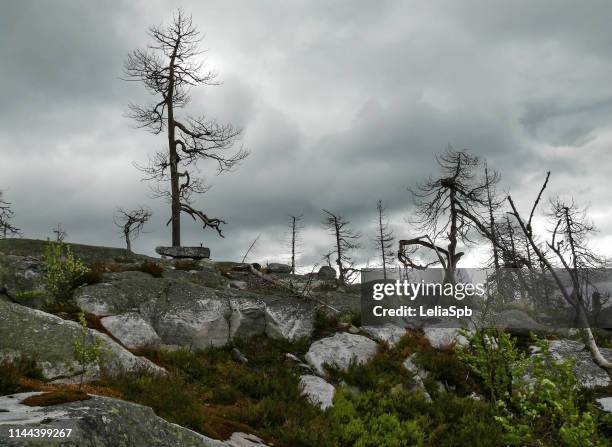 dry trees on a dead mountain in a terrible and mysterious forest - ominous mountains stock pictures, royalty-free photos & images