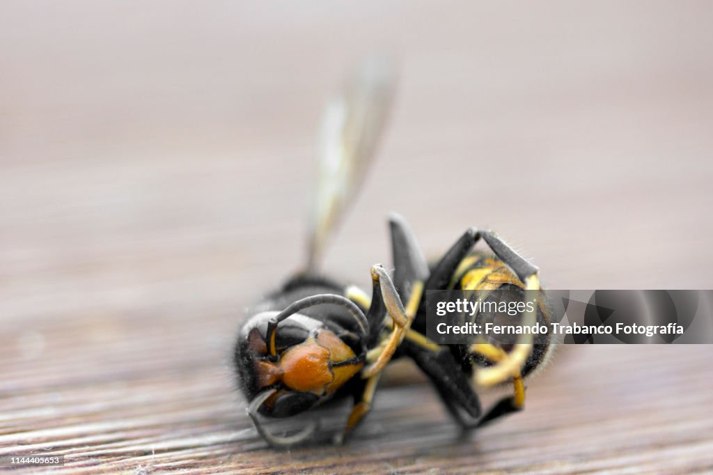 Asian hornet, vespa velutina