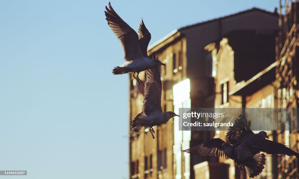 Seagulls flying with buildings in the background