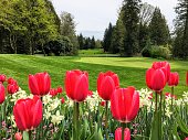A beautiful view of a golf course with a green surrounded by evergreen forest in the background, and a garden of red tulips and daffodils in the foreground.  Perfectly manicured.