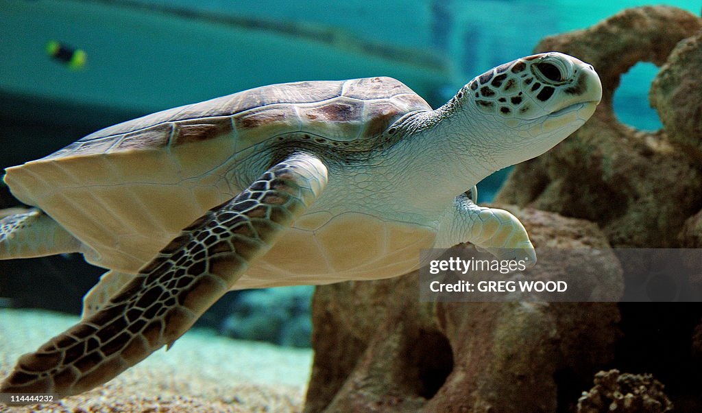 Two-year-old Green Sea Turtle "Sea Biscu