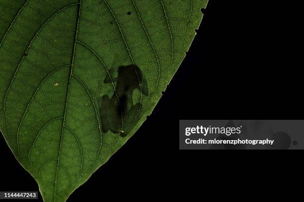 glass frog silhouette - frog silhouette stock pictures, royalty-free photos & images