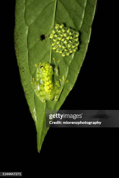 reticulated glass frog protecting eggs - glass frog stock pictures, royalty-free photos & images