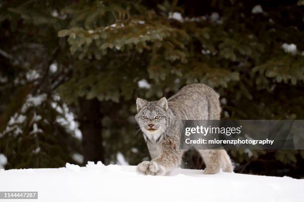 canada lynx walking - canadian lynx fotografías e imágenes de stock