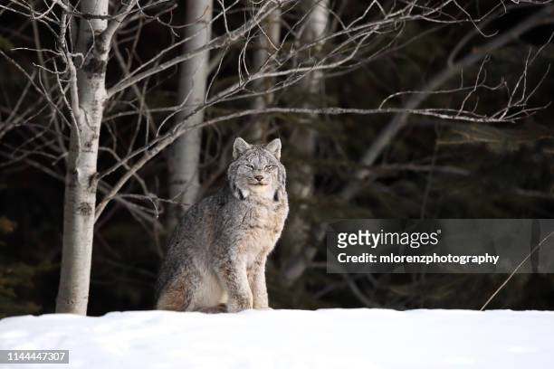 wild canadian lynx - canadian lynx fotografías e imágenes de stock