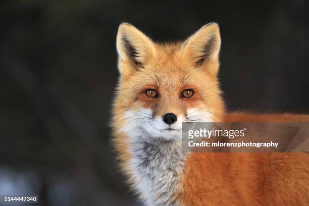 red fox face - red fox stock-fotos und bilder