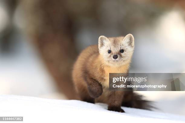 american marten - weasel stock pictures, royalty-free photos & images