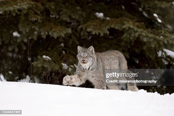 canadian lynx walking - canadian lynx fotografías e imágenes de stock