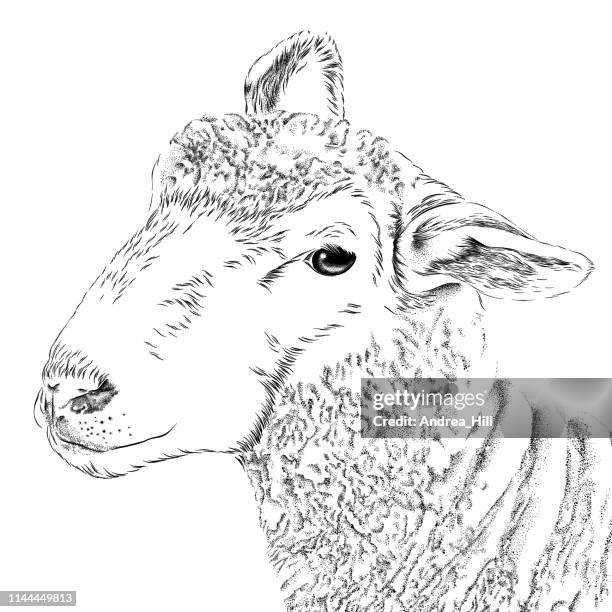 sheep vector illustration in engraving style - sheep head stock illustrations