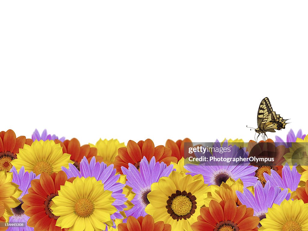 Spring Flower Border With Butterfly Xxl High-Res Stock Photo - Getty Images