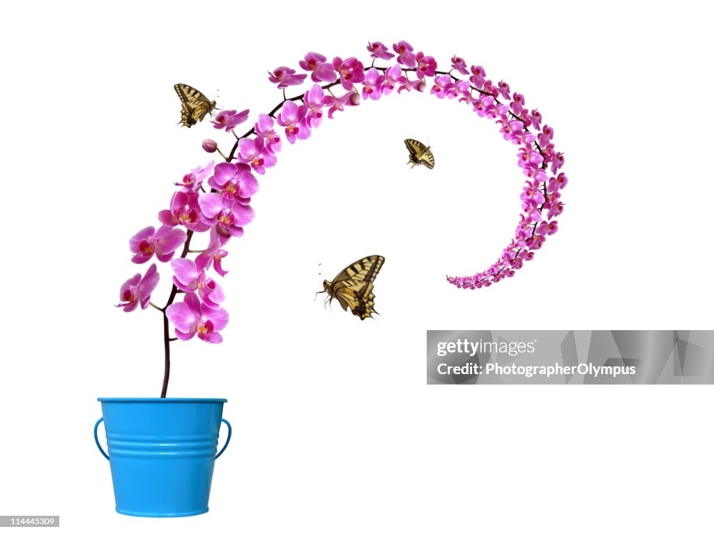 Butterflies and orchids XXL