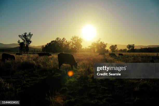 herd of beef cattle at sunrise in the field - beef cattle stock pictures, royalty-free photos & images