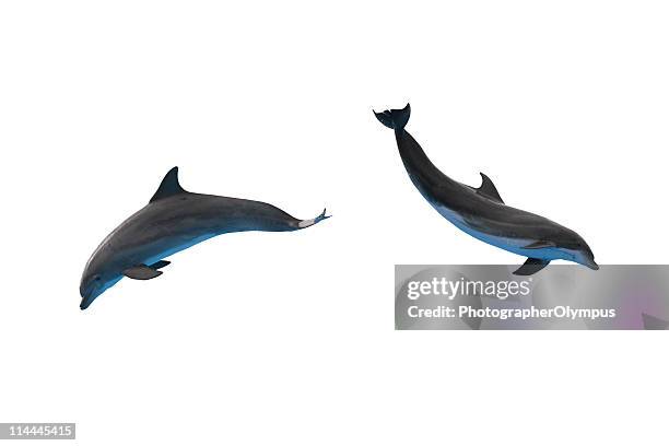 zwei delphine, isoliert auf weiss - delfine stock-fotos und bilder
