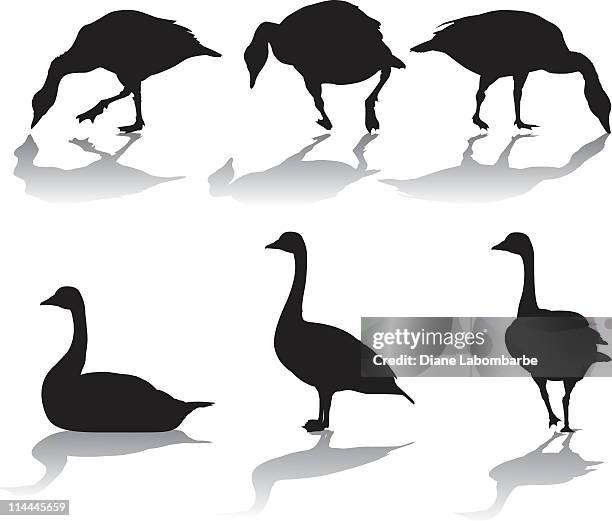 canadian geese silhouettes - canada goose stock illustrations