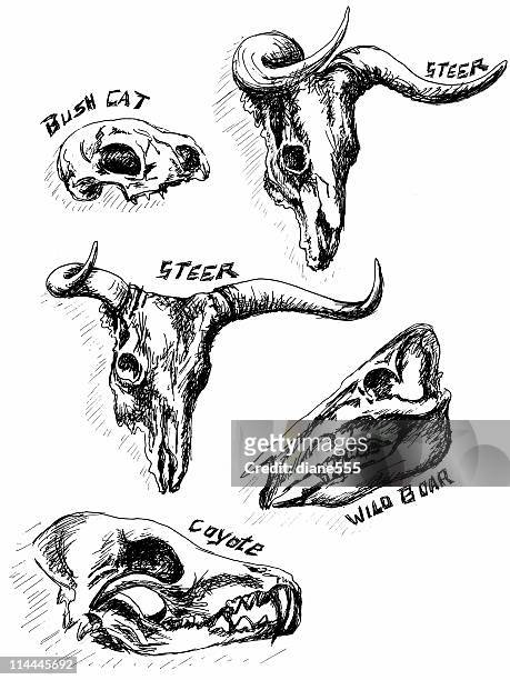 hand drawn animal skulls - animal skull stock illustrations