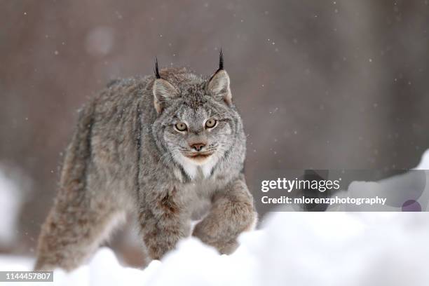 canadian lynx & snow - canadian lynx stock pictures, royalty-free photos & images