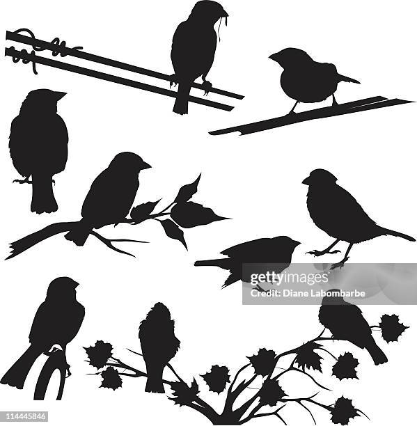 sparrow silhouettes set different poses and perches - perching 幅插畫檔、美工圖案、卡通及圖標