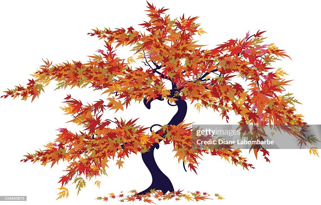 Japan Tree Vector Japanese Maple Tree High-Res Vector Graphic - Getty Images