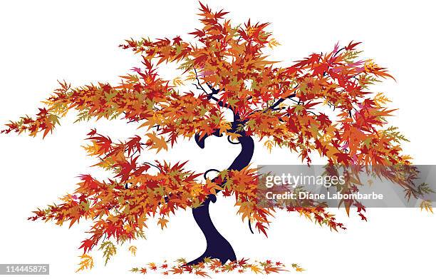 japanese maple tree - japanese maple stock illustrations