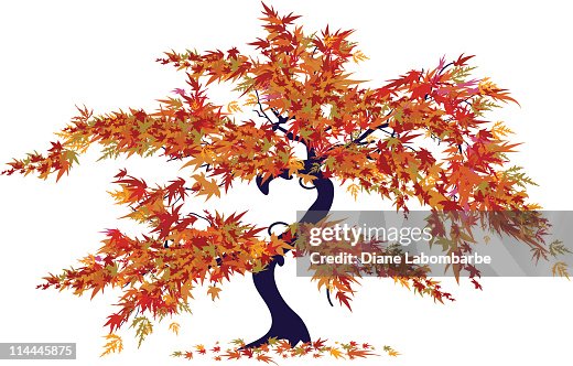 Japanese Maple Tree Japanese Maple Tree